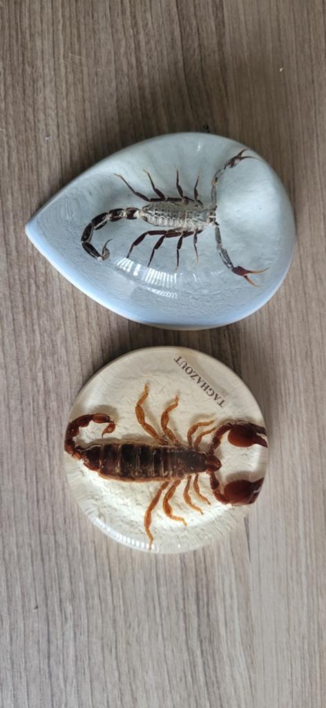 Souvenirs met echte schorpioenen, Ophalen of Verzenden