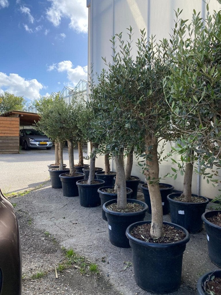 Olijfboom Olea Europaea Blije olijfbomen.Winter harde bomen, Tuin en Terras, Lente, 100 tot 250 cm, Olijfboom, Ophalen