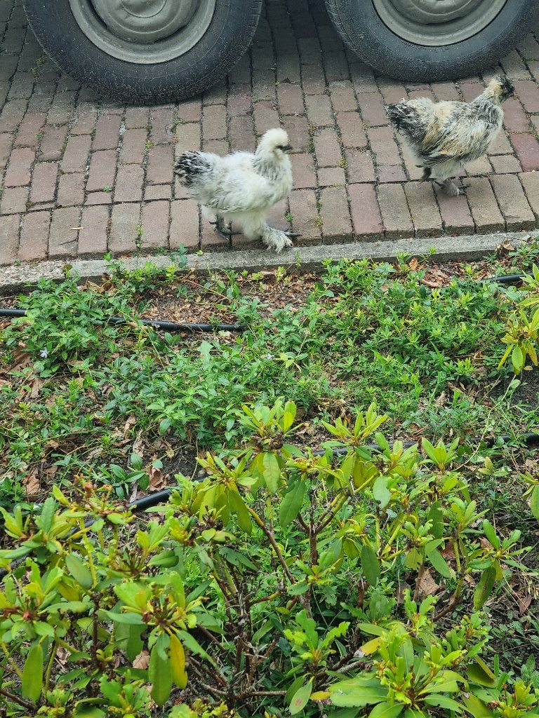 Zijdehoen Kriel Haantje (wit), Dieren en Toebehoren, Vogels | Overige Vogels, Meerdere dieren