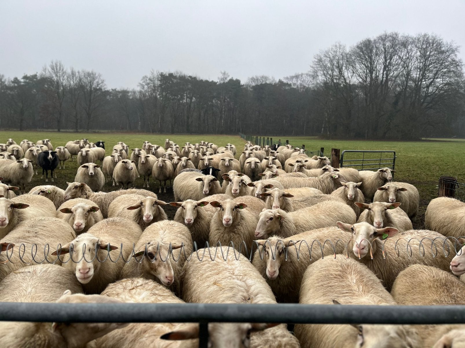 Schapen scheren en bekappen regio Salland en Twente, Dieren en Toebehoren, Meerdere dieren, Schaap