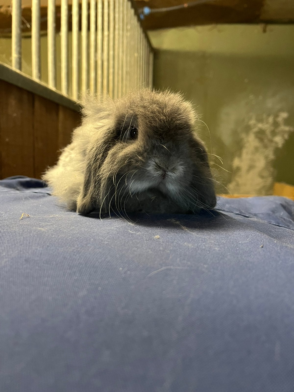 Te koop gecastreerd rammetje konijn, Dieren en Toebehoren, Mannelijk, Dwerg