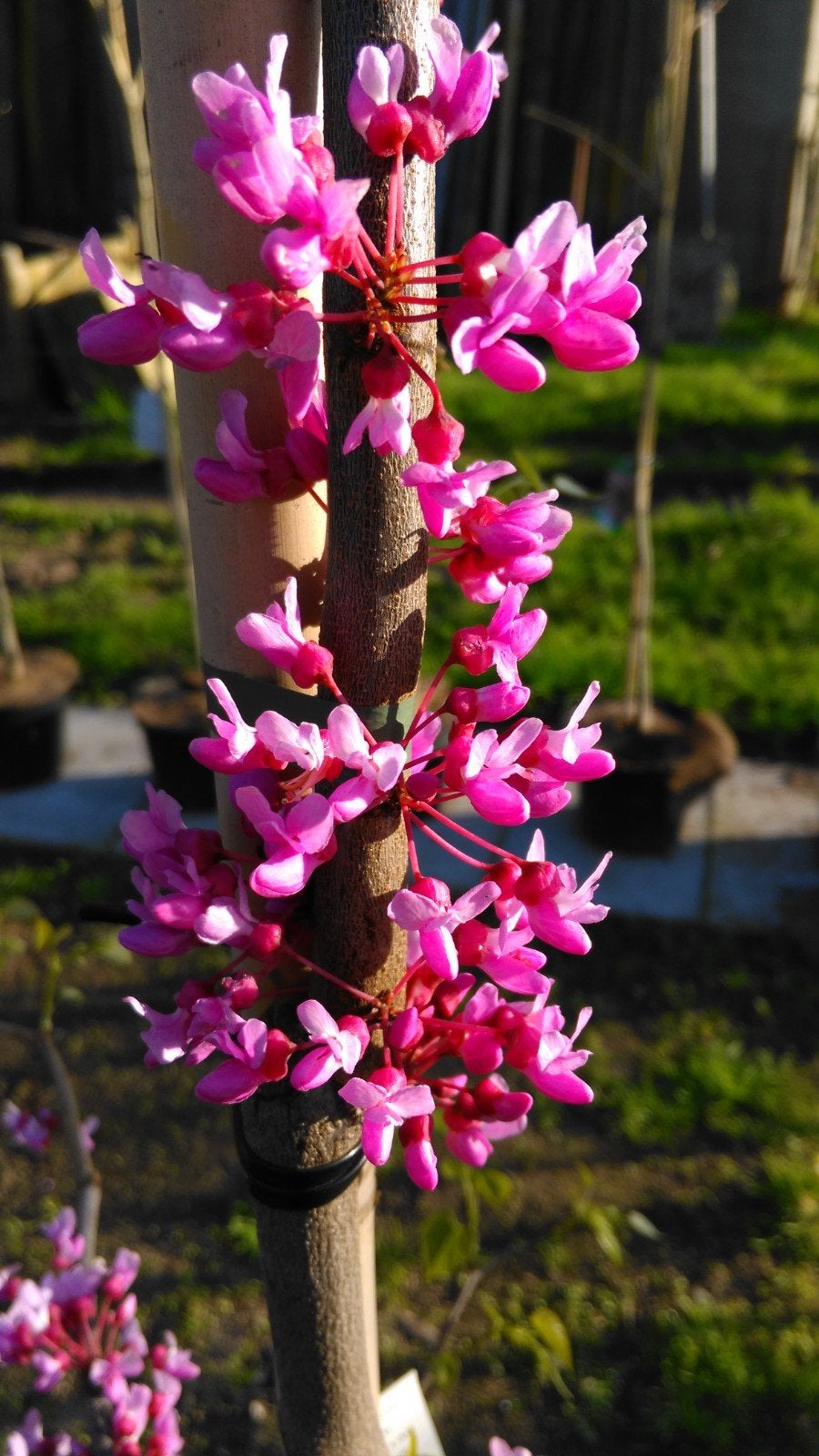 Cercis Canadensis Ruby Falls / Judasboom / treurvorm  ‼️‼️, Lente, 100 tot 250 cm, Ophalen, Volle zon