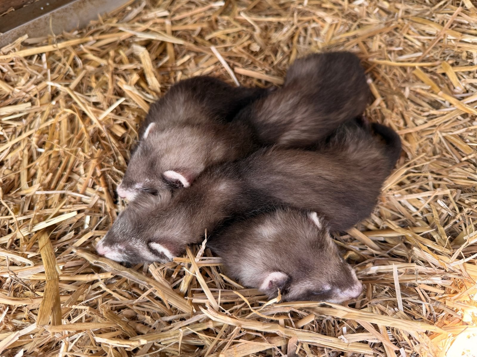 3 fretjes 2x man en 1x vrouw, Dieren en Toebehoren, Juni, Meerdere dieren