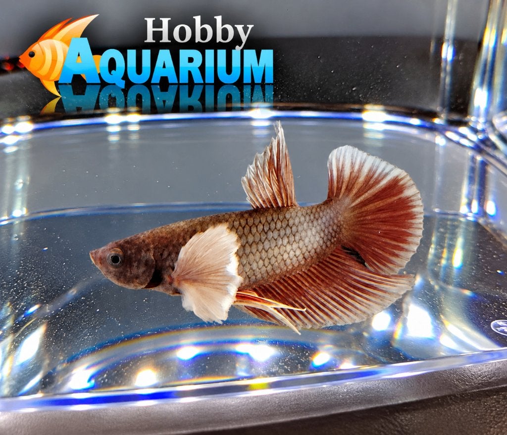 Hobbyaquarium  Betta SP Plakat Dumbo Ear, Vis, Zoetwatervis