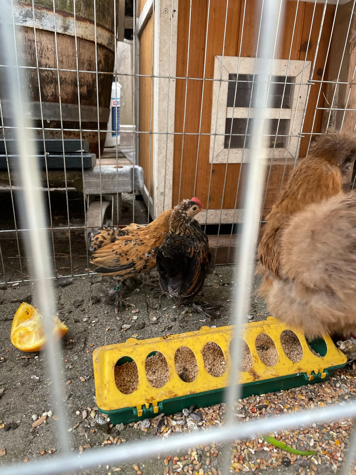 Sabelpootkriel, Dieren en Toebehoren, Pluimvee, Mannelijk, Kip