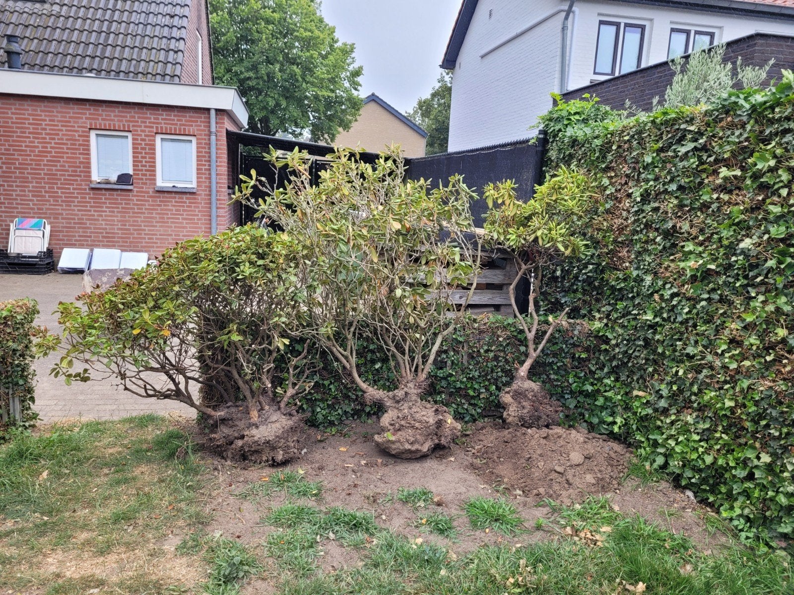 Grote Rhododendrons - Perfect voor uw tuin!, Vaste plant, Halfschaduw, Lente, Ophalen