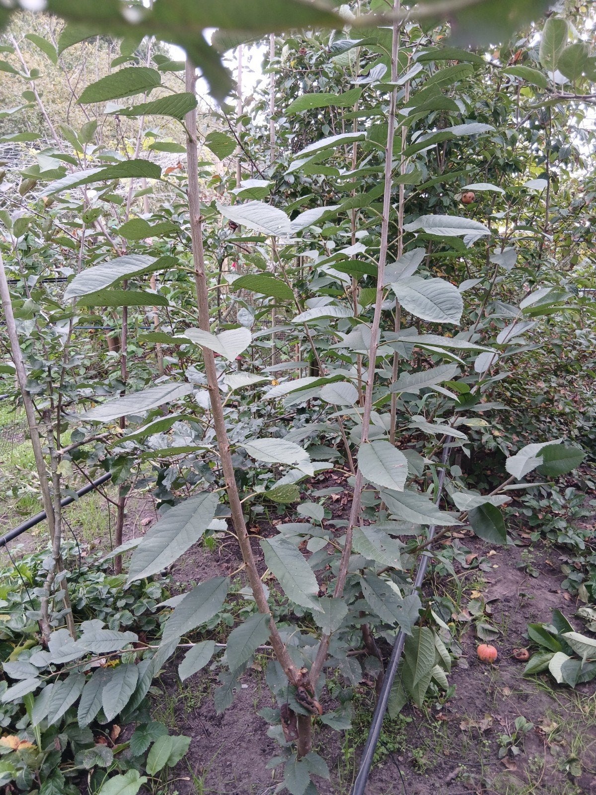 kordia kersenboom, Ophalen, Overige soorten, 100 tot 250 cm