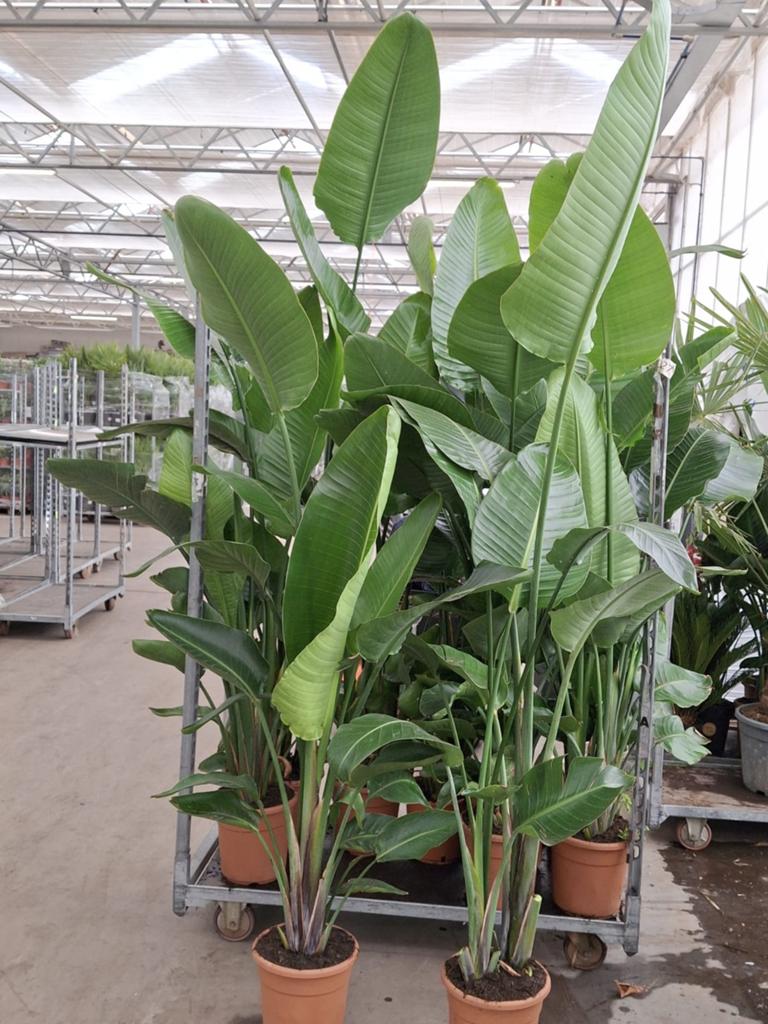 Strelitzia's XXL! 210cm hoog!! - €59,99, Ophalen of Verzenden, Overige soorten