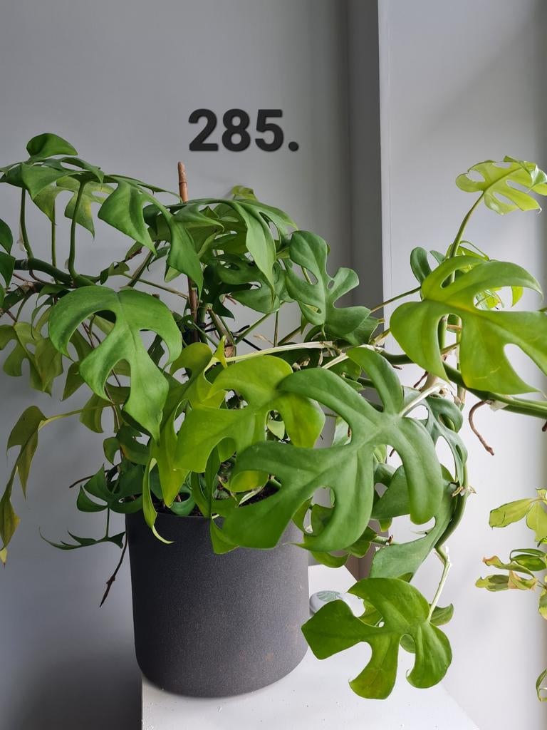 Rhaphidophora Tetrasperma - Monstera Minima, Huis en Inrichting, Kamerplanten, Ophalen of Verzenden, Halfschaduw, Minder dan 100 cm