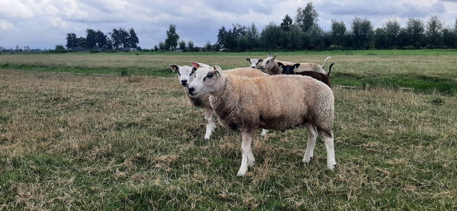 dekrammen, Dieren en Toebehoren, Mannelijk, Schaap, 0 tot 2 jaar