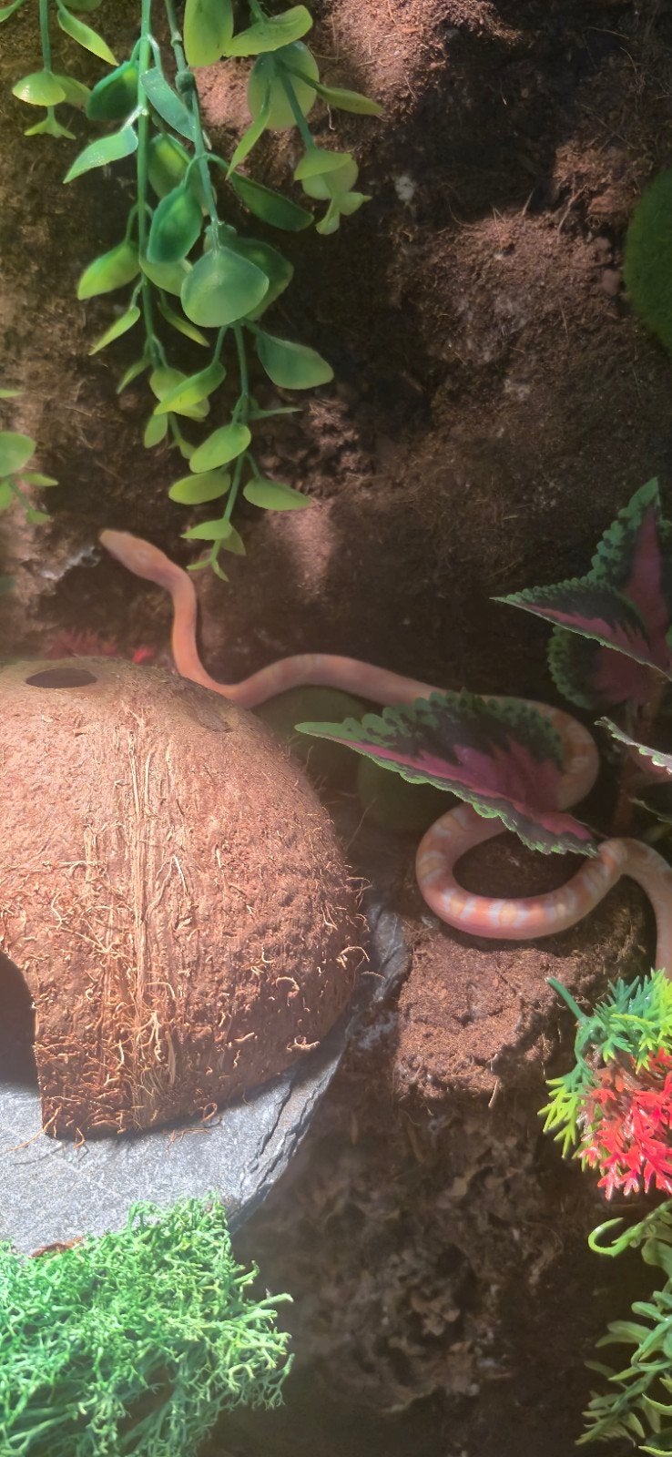 Scaleless rattenslang (man) 10 maanden oud, Slang, Tam, 0 tot 2 jaar