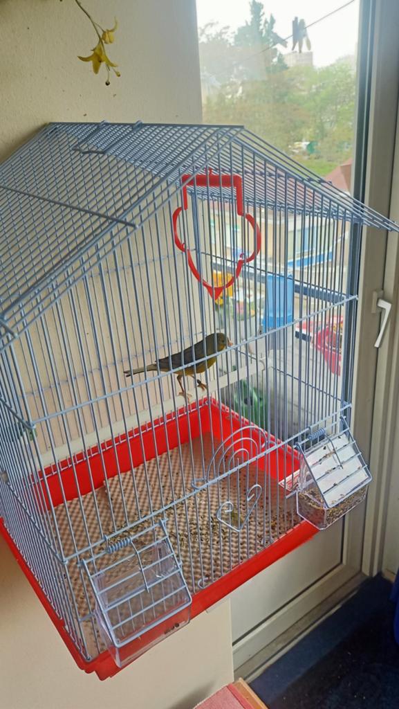 Raza Espanyol man, Dieren en Toebehoren, Vogels | Kanaries, Mannelijk
