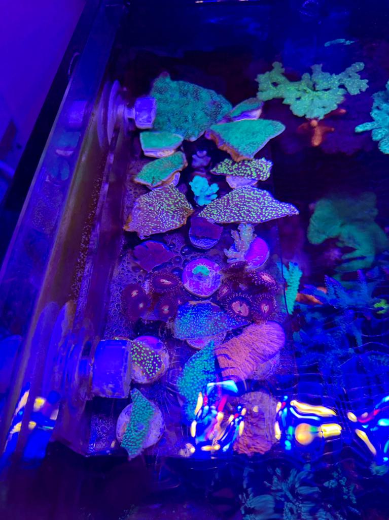Verschillende Montipora, LPS en Acropora soorten hobbyprijs, Overige typen, Zoutwatervis