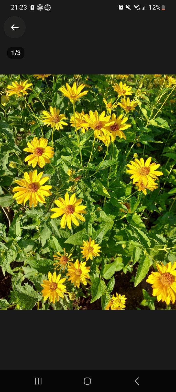 Zonnebloemachtige planten voor een kleurrijke tuin, Tuin en Terras, Overige soorten, Volle zon, Vaste plant, Ophalen of Verzenden