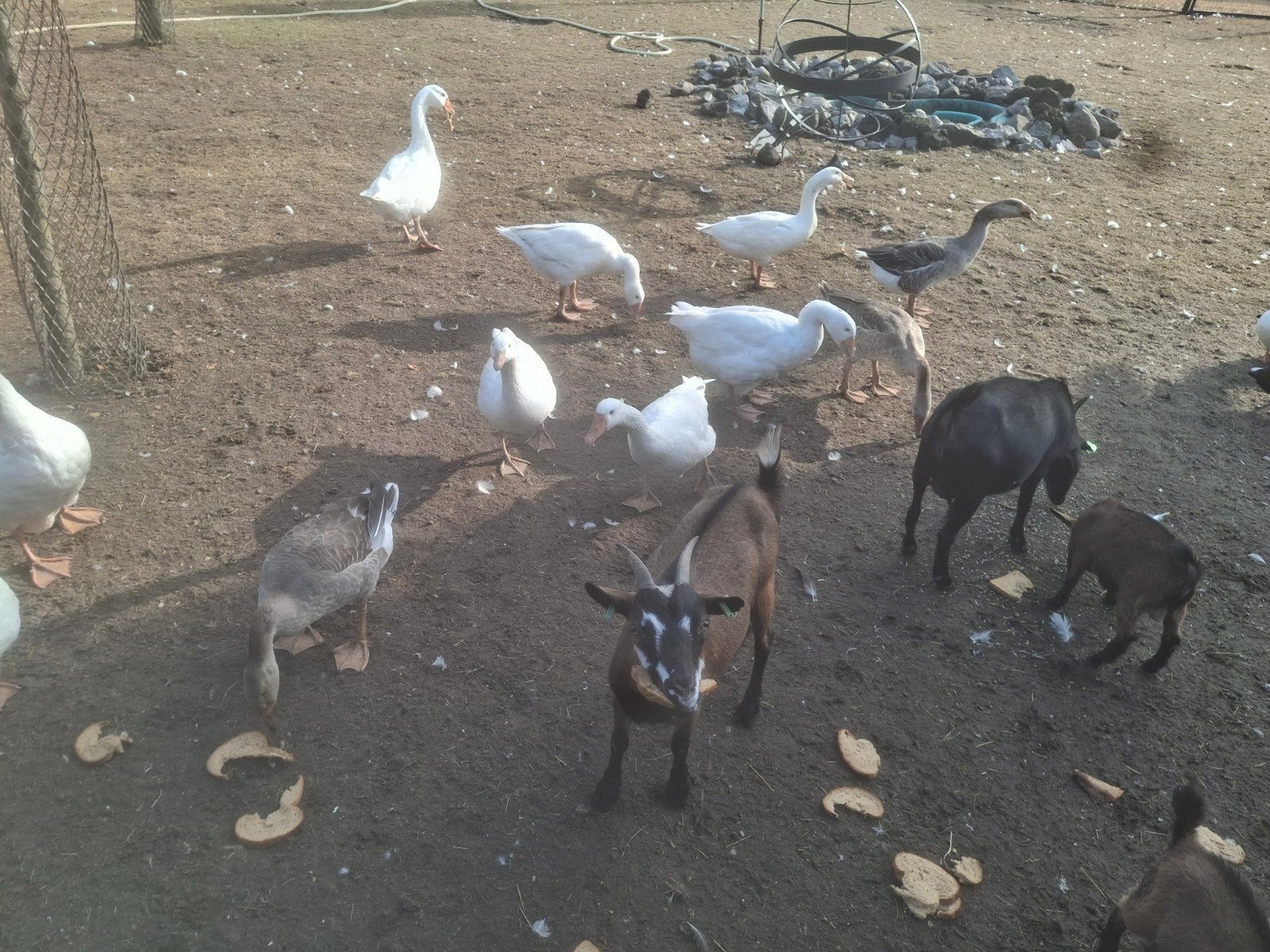 ganzen, Dieren en Toebehoren, Pluimvee, Meerdere dieren, Gans of Zwaan