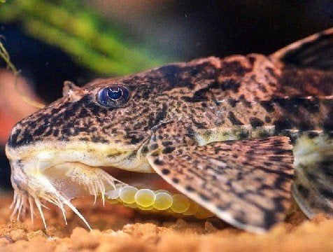 Loricaria sp. Rio Atabapo 7-8 cm!!!, Dieren en Toebehoren, Vissen | Aquariumvissen, Vis, Zoetwatervis