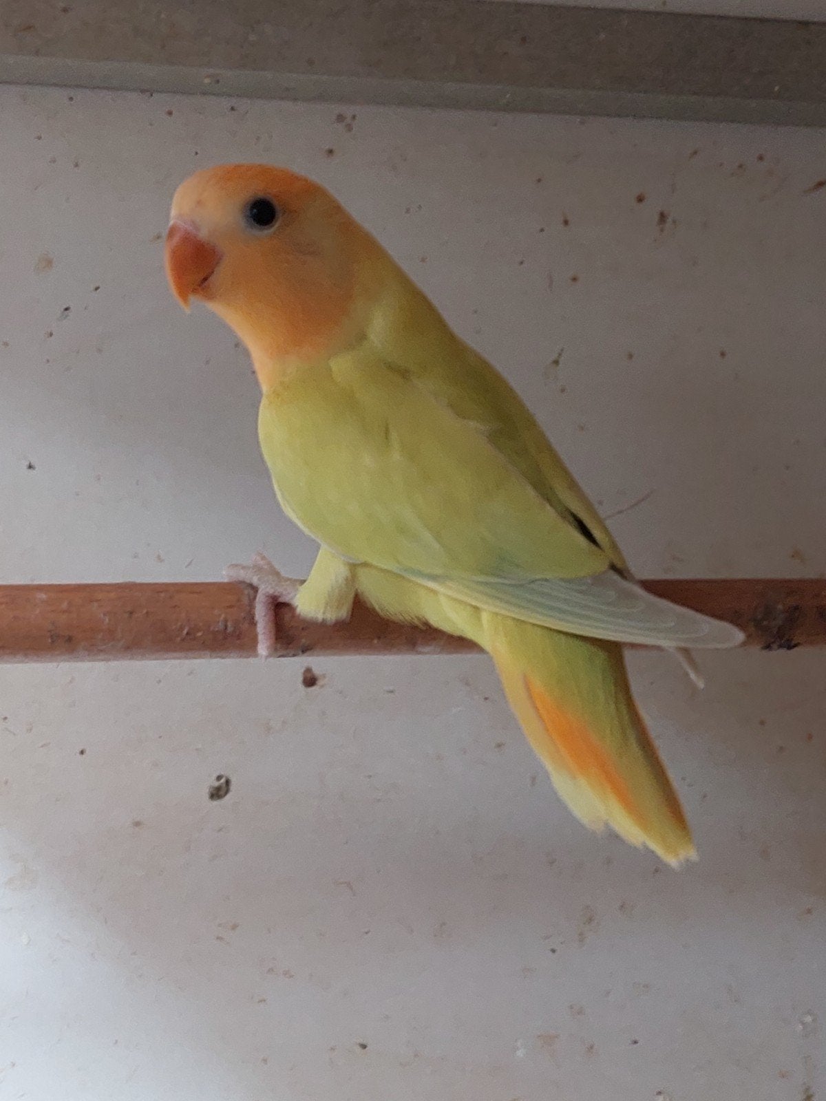 Opaline pallid oranjemasker om tam te maken., Geslacht onbekend, Parkiet, Geringd