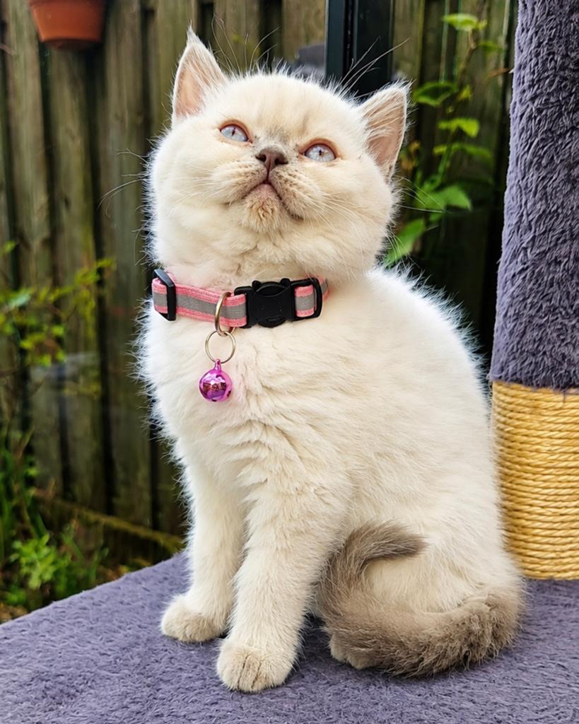 Lieve Britse Korthaar kitten (meisje) zoekt een warm thuis, Dieren en Toebehoren, Poes, Ingeënt, 0 tot 2 jaar