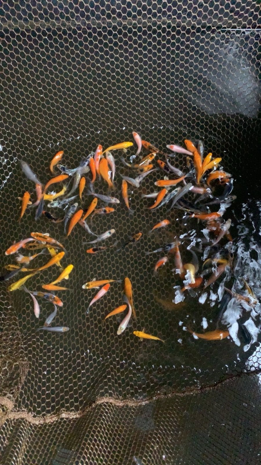 Koi ghostkoi butterfly koi, Vis