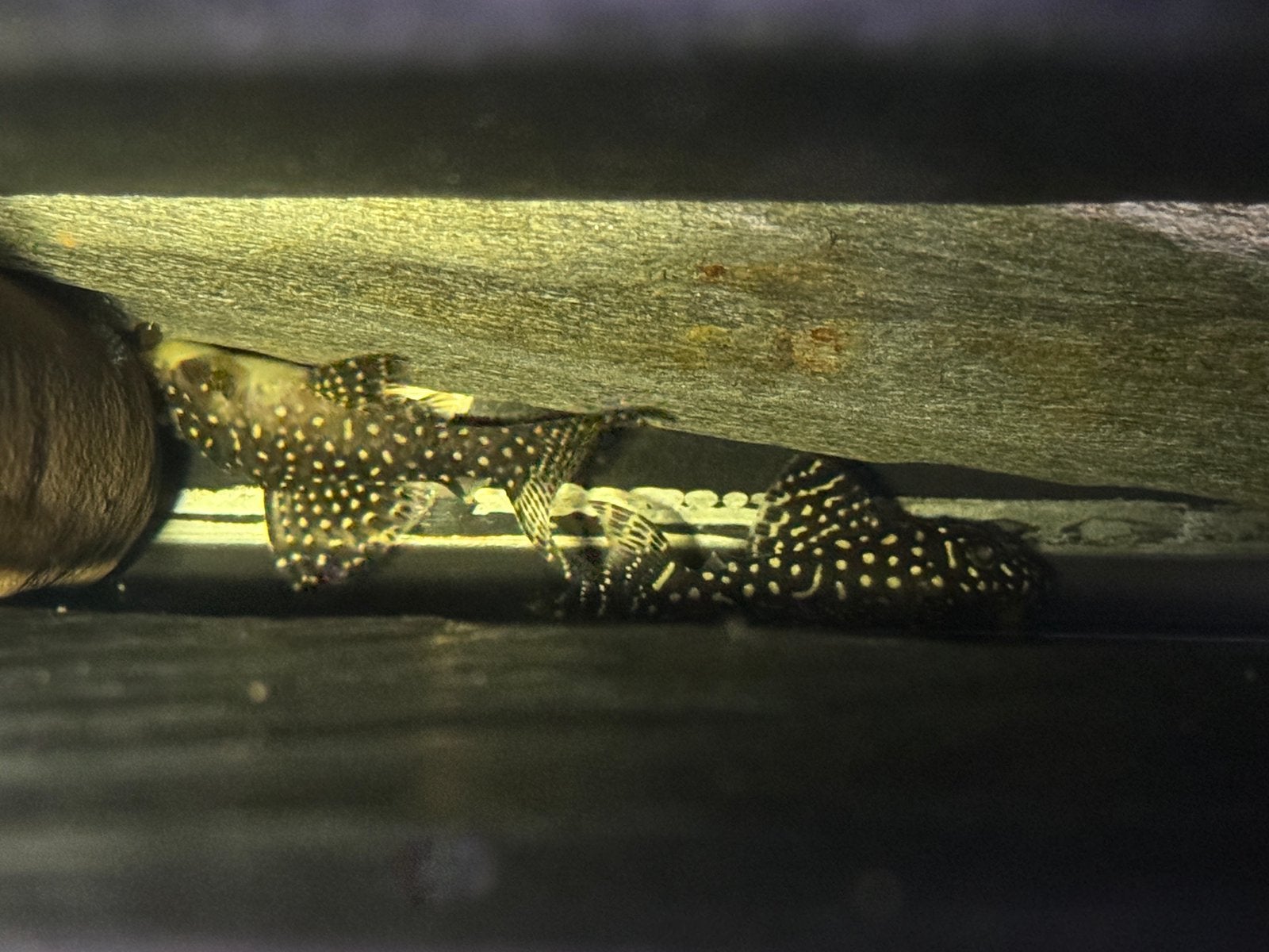 L136 hypancistrus pleco, Dieren en Toebehoren, Vissen | Aquariumvissen, Vis, Zoetwatervis