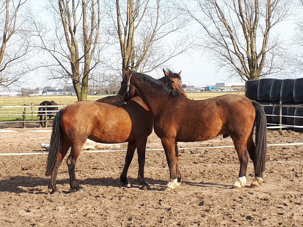 Rusthuis/Pensioenstal, plek voor een ruin!!, Dieren en Toebehoren, Stalling en Weidegang, Weidegang, 1 paard of pony