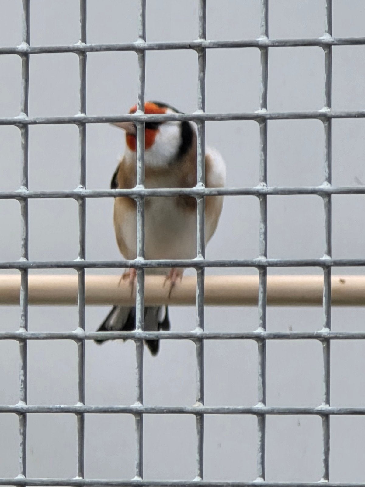 Elzenputter gezocht, Dieren en Toebehoren, Vogels | Overige Vogels, Geslacht onbekend