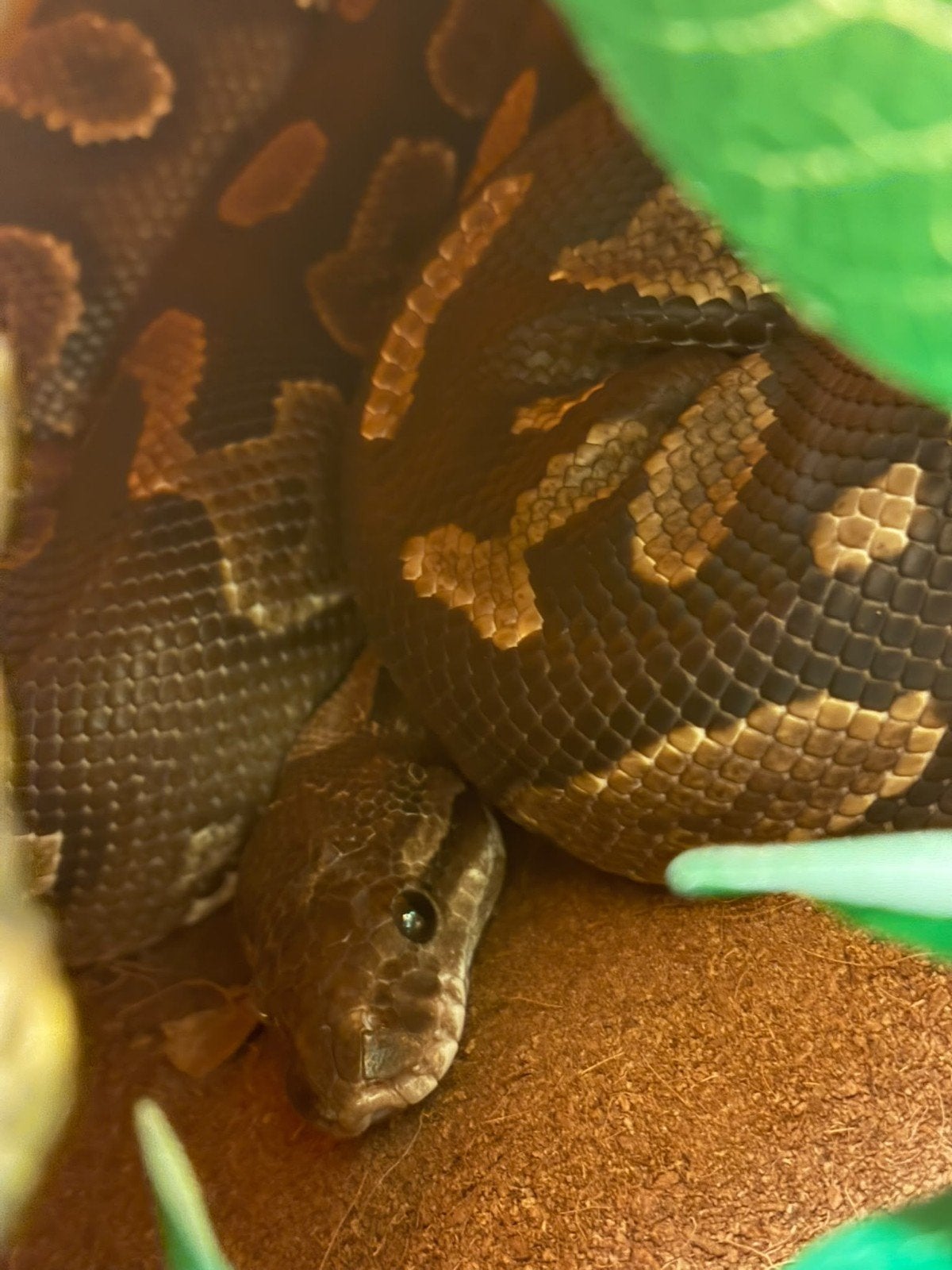 koningspython, ballpython, Black pastel yellowbelly Ball Python - unknown for sale from Samira