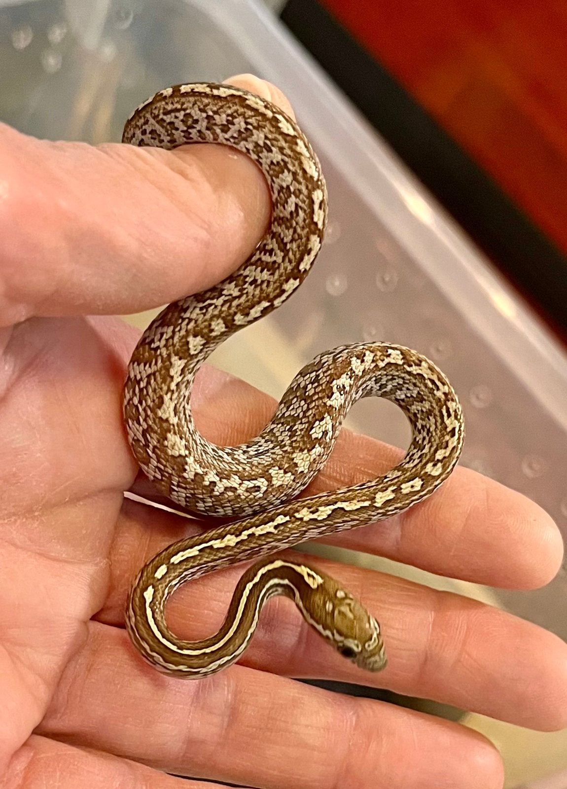 Guttatus caramel tessera het palmetto Corn Snake - unknown for sale from Jarrah