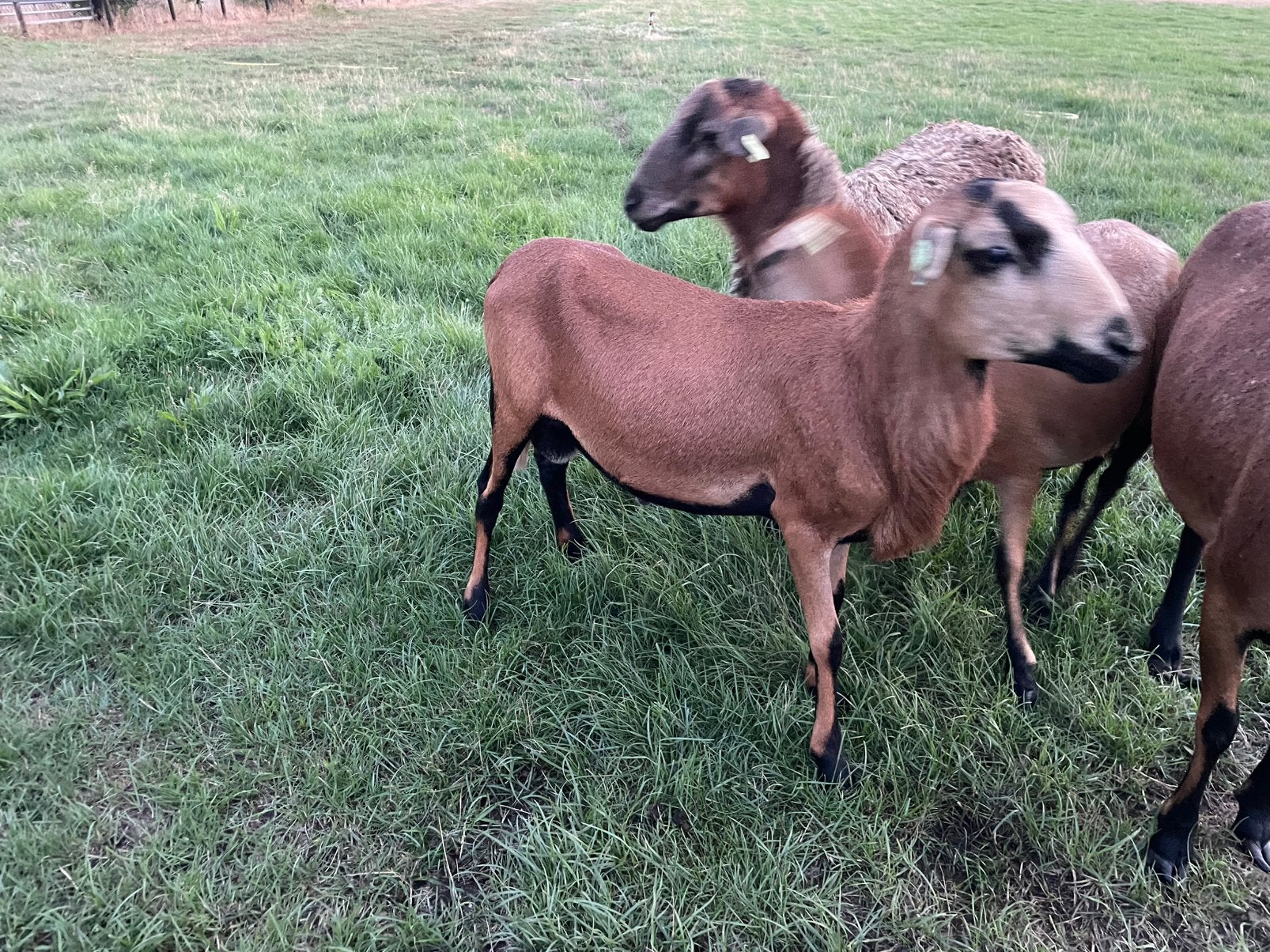 Barbados schapen, Dieren en Toebehoren, Schapen, Geiten en Varkens, Mannelijk, Schaap