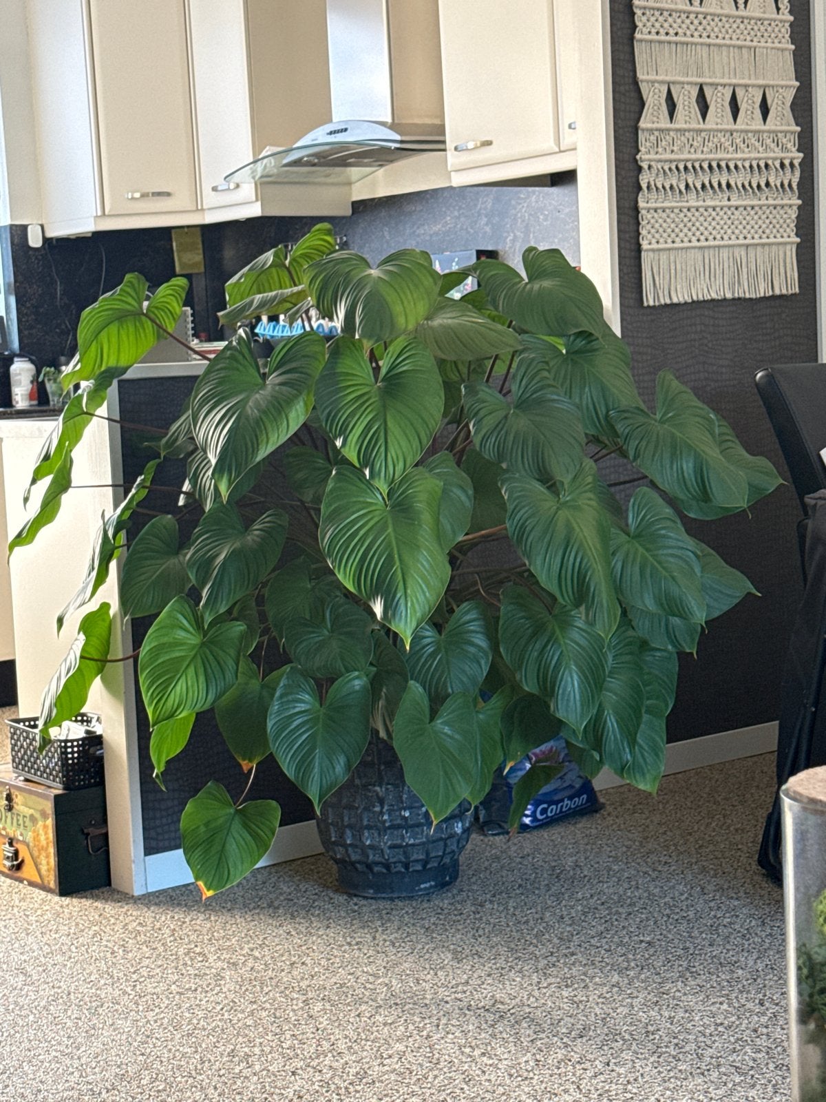 Grote Homalomena kamerplant in pot, Huis en Inrichting, Ophalen, 100 tot 150 cm, Overige soorten, Halfschaduw