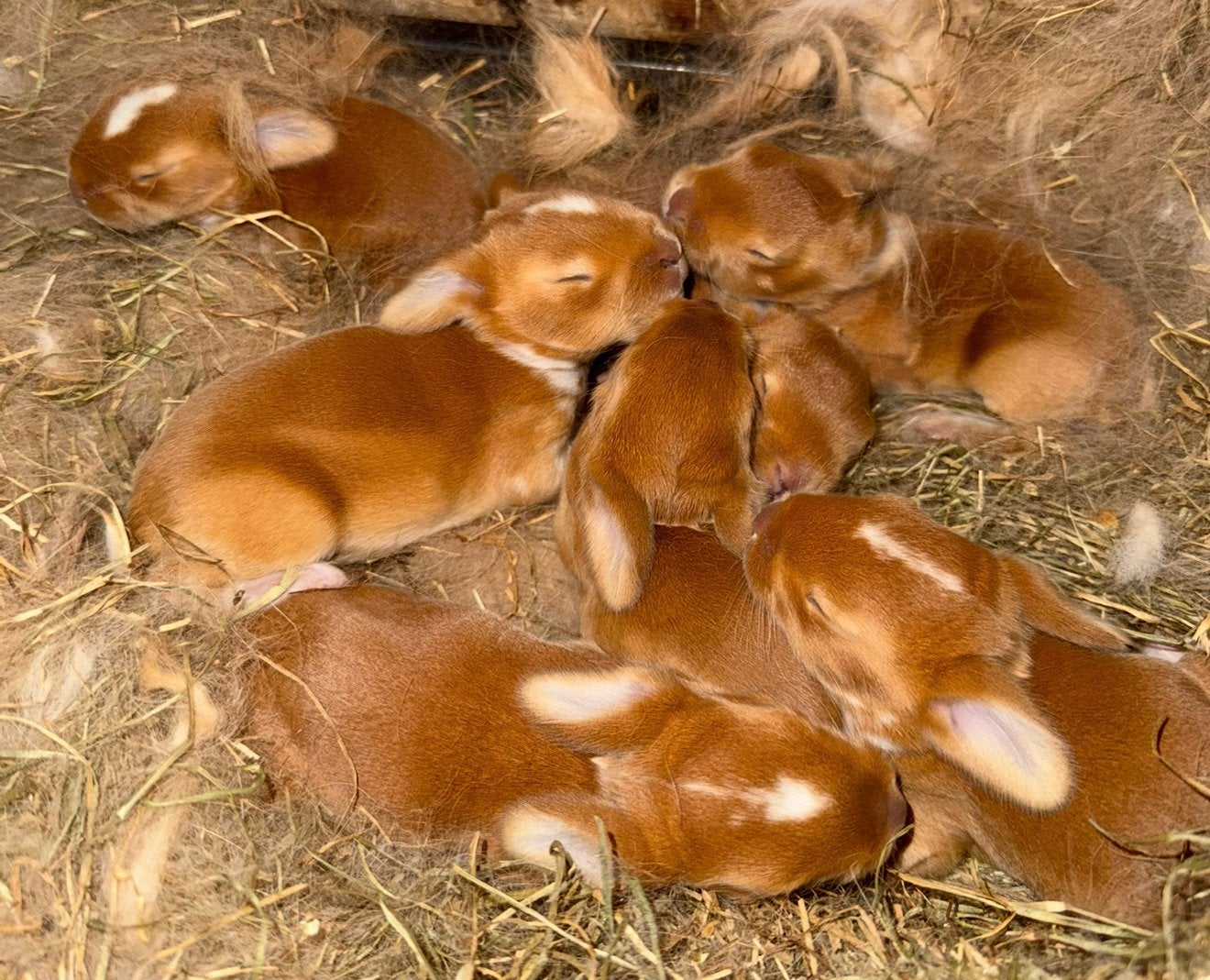 Franse hangoortjes, Meerdere dieren, Groot