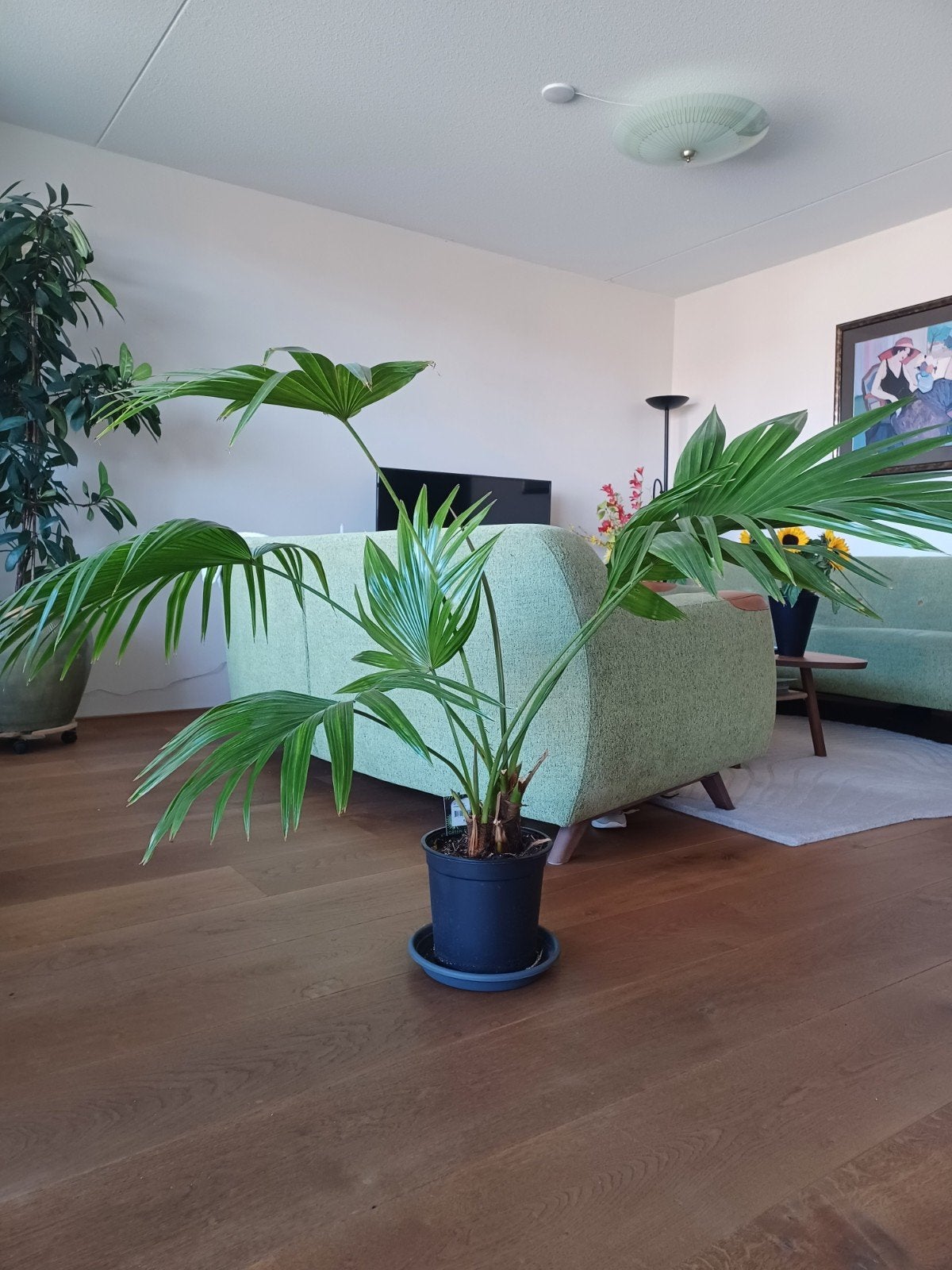 Livistona chinensis, waaierpalm, Ophalen, Halfschaduw, Minder dan 100 cm