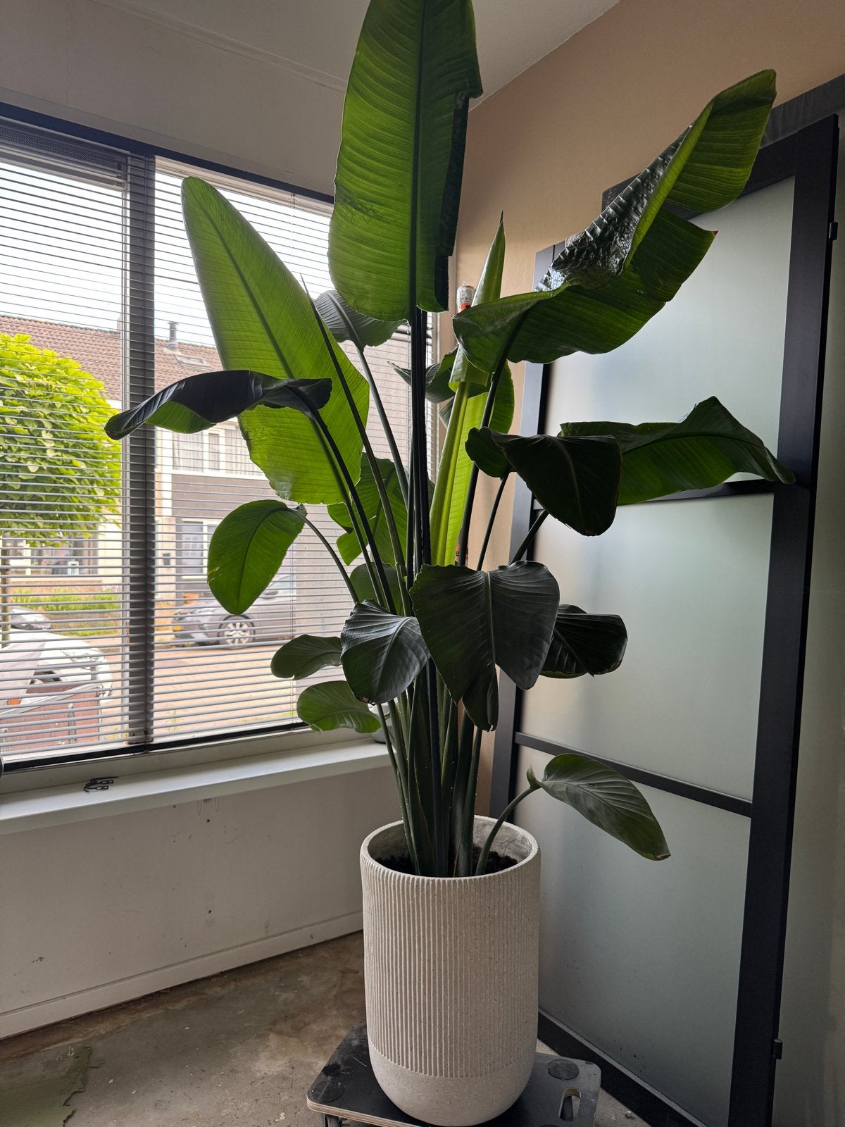Grote Strelitzia plant (zonder pot), Volle zon, Vaste plant, Bloeit niet, Ophalen