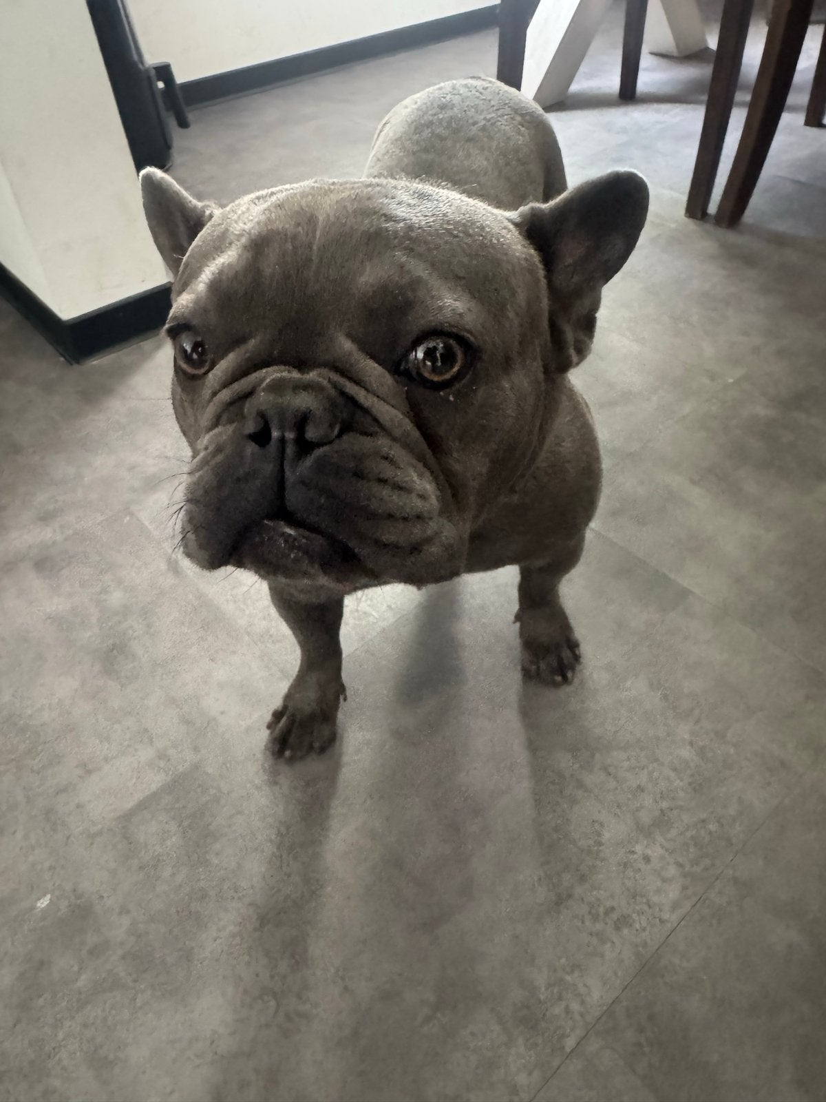 Franse bulldog 1 jaar oud, Dieren en Toebehoren, Honden | Bulldogs, Pinschers en Molossers, Reu, Bulldog, Particulier, Eén hond