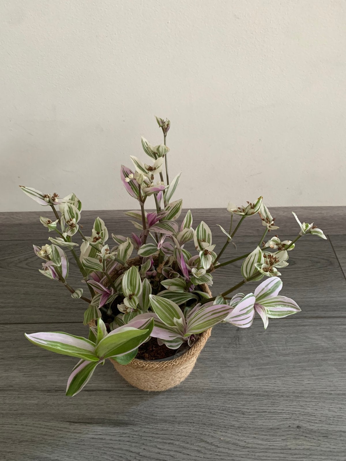 Kamerplant, Huis en Inrichting, Kamerplanten, Ophalen of Verzenden, Halfschaduw, Minder dan 100 cm