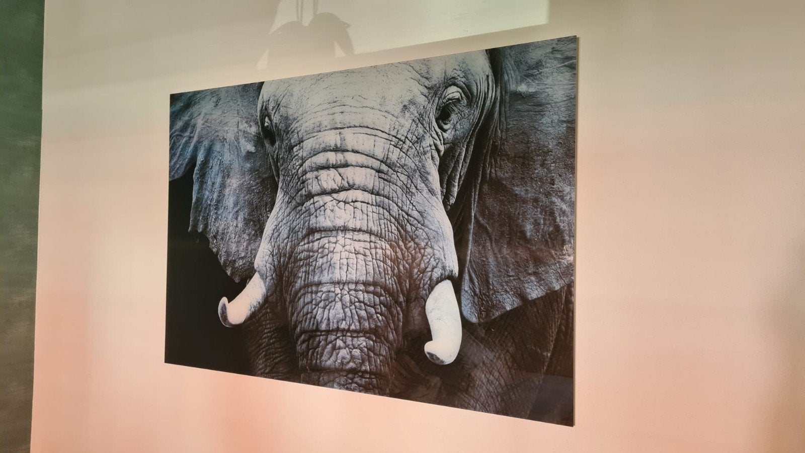 Acryl glas wanddecoratie Olifant 120x80 cm, Ophalen, Zo goed als nieuw
