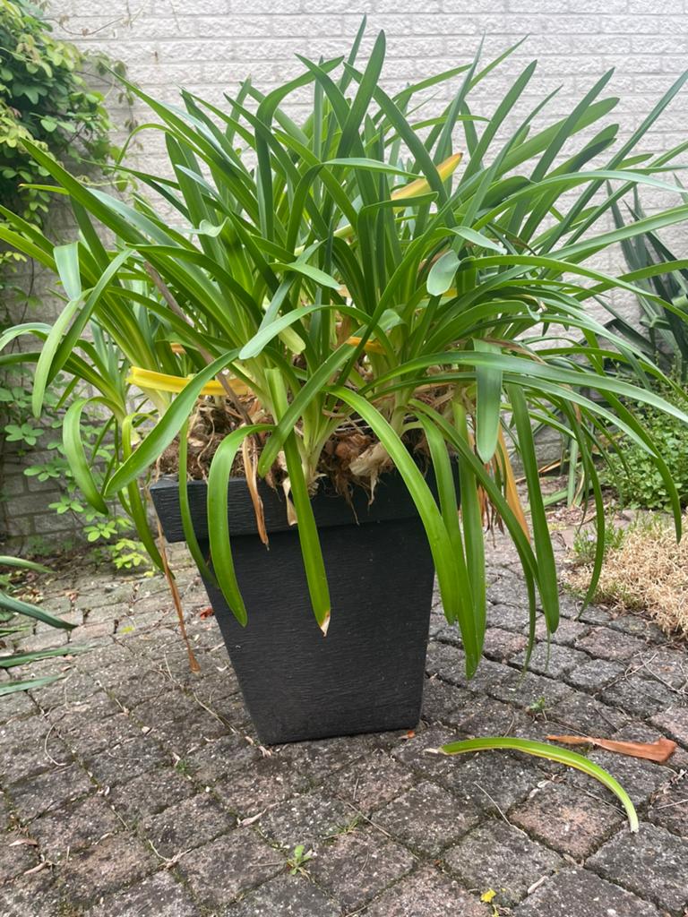 Grote plant in zwarte pot - Ideaal voor tuin of balkon, Kunststof, Minder dan 30 cm, Balkon, Minder dan 60 cm