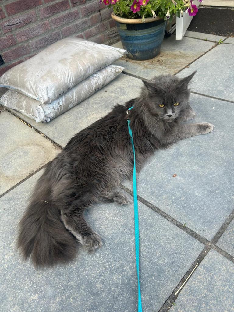 Maine Coon dekkater met stamboom (niet te koop), Dieren en Toebehoren, Katten en Kittens | Raskatten | Langhaar, Kater, Met stamboom