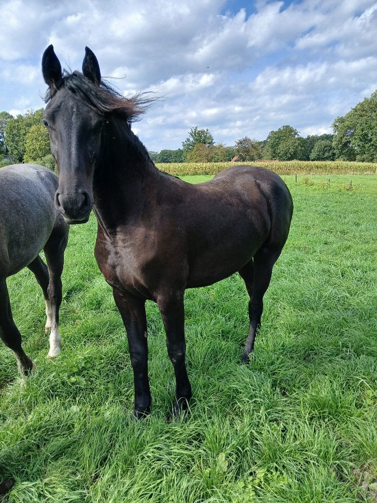 Unieke Twentse Friese Merrie, Minder dan 160 cm, Dressuurpaard, 0 tot 2 jaar, Onbeleerd