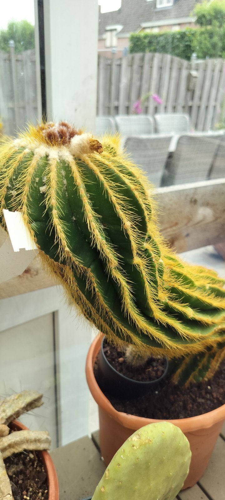 Notocactus Magnificus - 2 stuks met bloemknoppen, Ophalen of Verzenden, Halfschaduw, Minder dan 100 cm