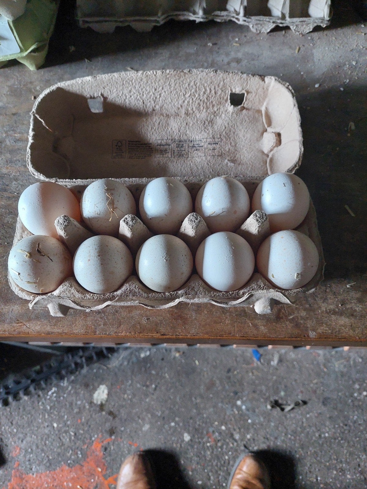 kalkoen broedeieren  €2.00 p/st, Dieren en Toebehoren, Geslacht onbekend, Kalkoen