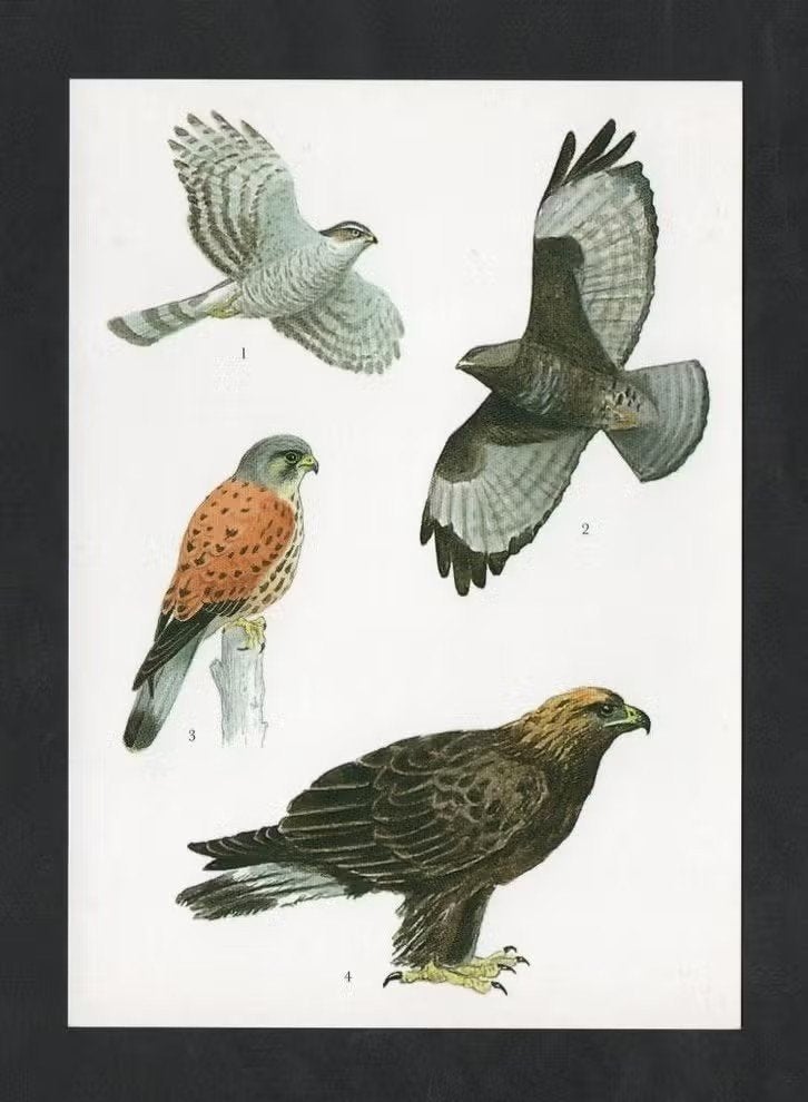 Roofvogels Sperwer Buizerd Torenvalk Steenarend., Ophalen of Verzenden, 1980 tot heden, Ongelopen, Vogel