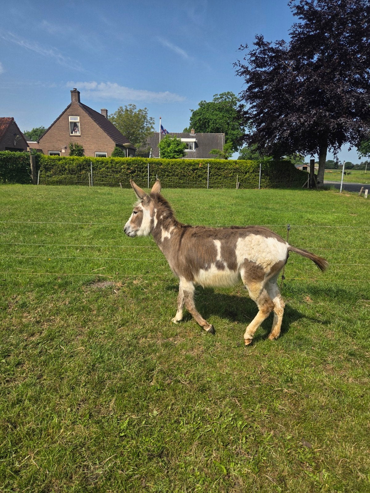 Mooie bonte ezel merrie 4 jaar, April, Vrouwelijk