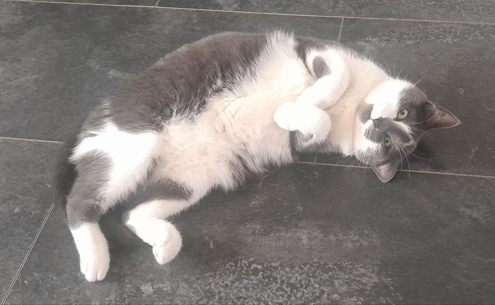 Goed huisje gezocht voor onze lieverd Jayley, Dieren en Toebehoren, Poes