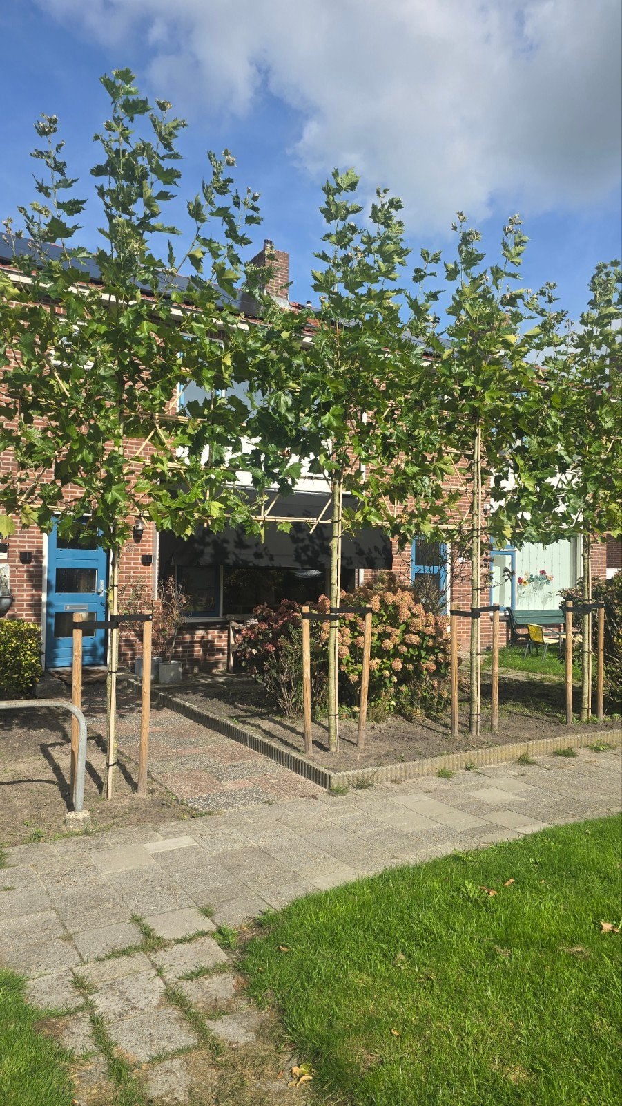 4 Leibomen - Plataan - Direct privacy in uw tuin, Bloeit niet, Leiboom, 250 tot 400 cm, Ophalen