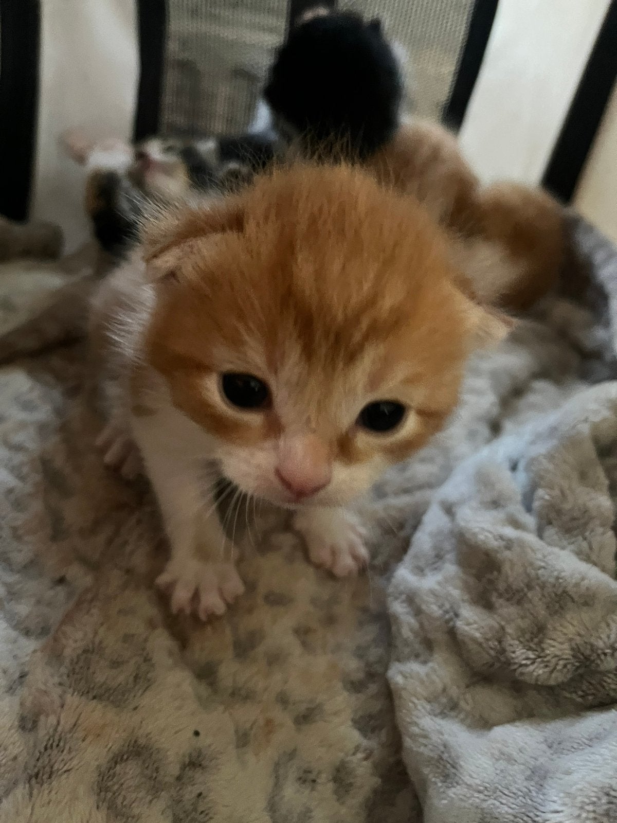 Kittens half brits, Dieren en Toebehoren, Katten en Kittens | Raskatten | Korthaar, Meerdere dieren, Ontwormd, 0 tot 2 jaar
