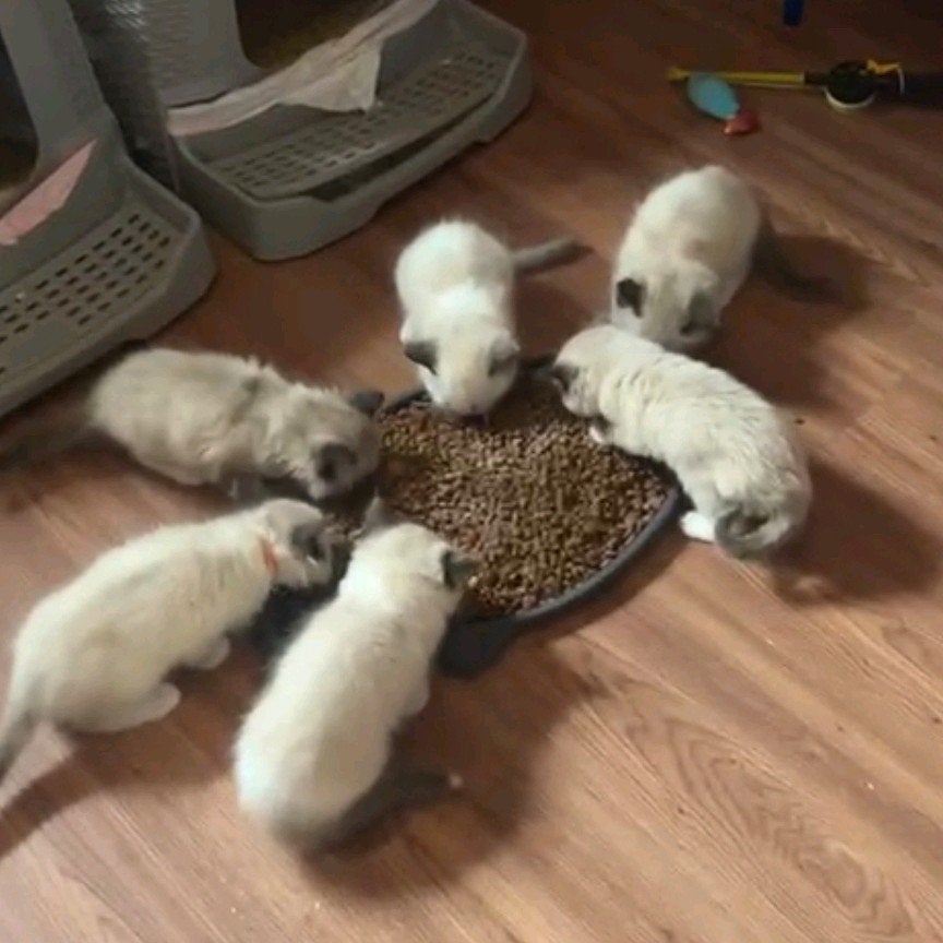 Ragdoll mogen nu verhuizen, Meerdere dieren, Gechipt