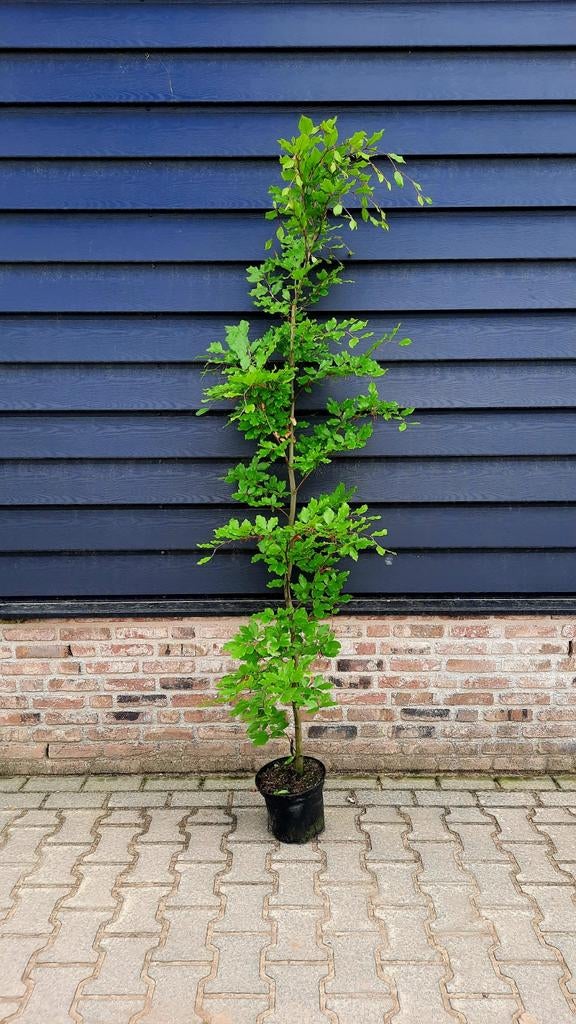 Fagus Sylvatica groene haagbeuken in pot 🌿, Ophalen, Beukenhaag, 100 tot 250 cm
