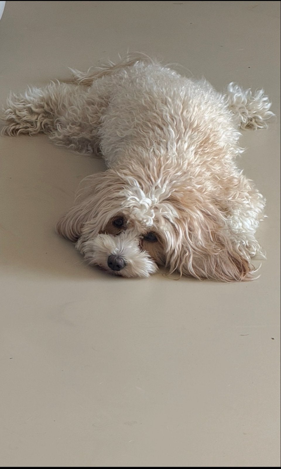 Maltipoo pups!, 8 tot 15 weken, Meerdere, Meerdere dieren, Klein