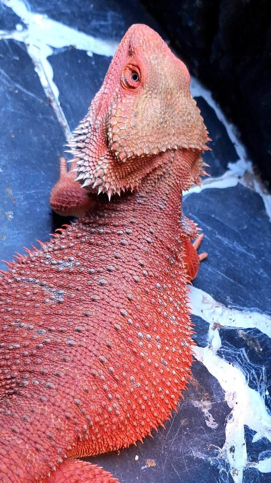Orange Hypo Blue Bar Baardagaam Man 9 weken oud Bearded Dragon photo 5